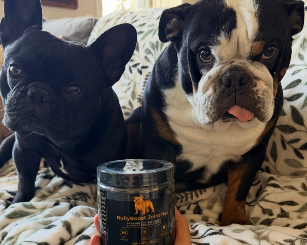 Two bulldogs on a couch with a jar of BullyBoost JointFlex hip and joint soft chews