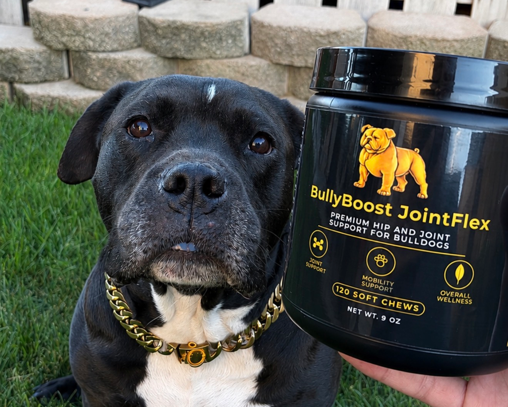 Pit bull with gold chain next to a jar of BullyBoost JointFlex hip and joint soft chews